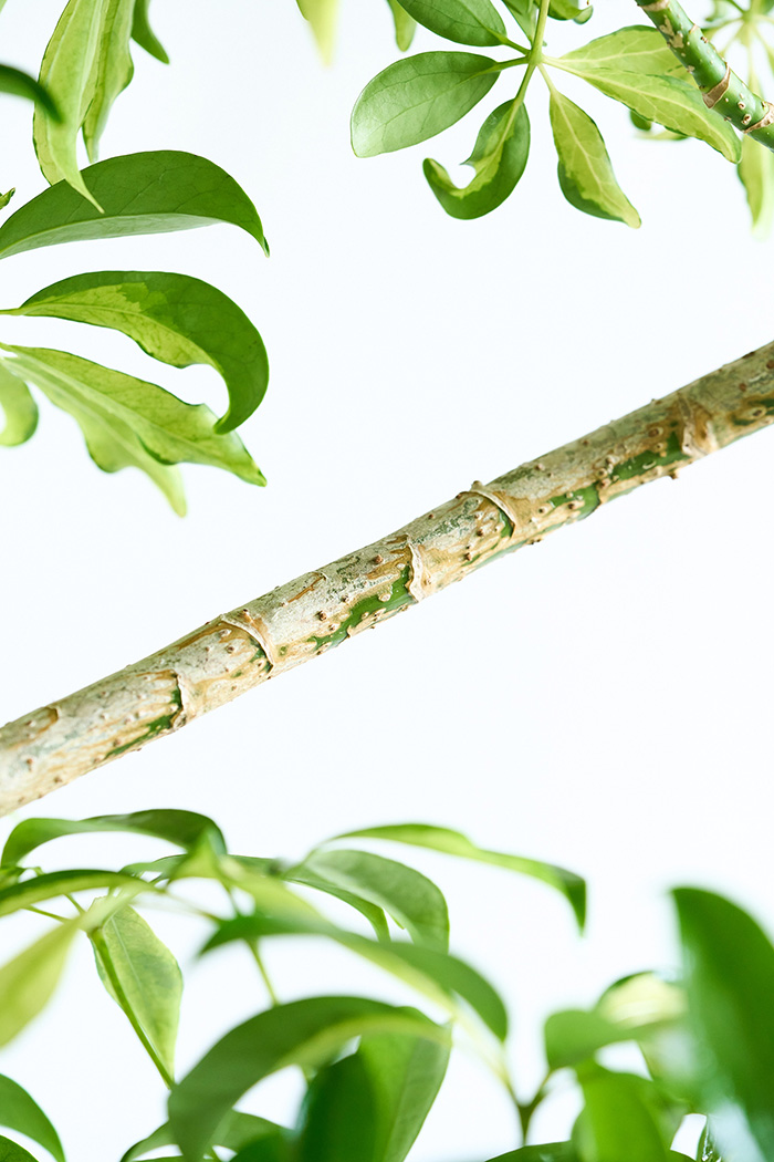 観葉植物 シェフレラ アッシュフォリア曲がり 一点もの（10号鉢）の写真10枚目