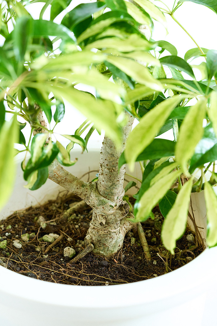 観葉植物 シェフレラ アッシュフォリア曲がり 一点もの（10号鉢）の写真12枚目