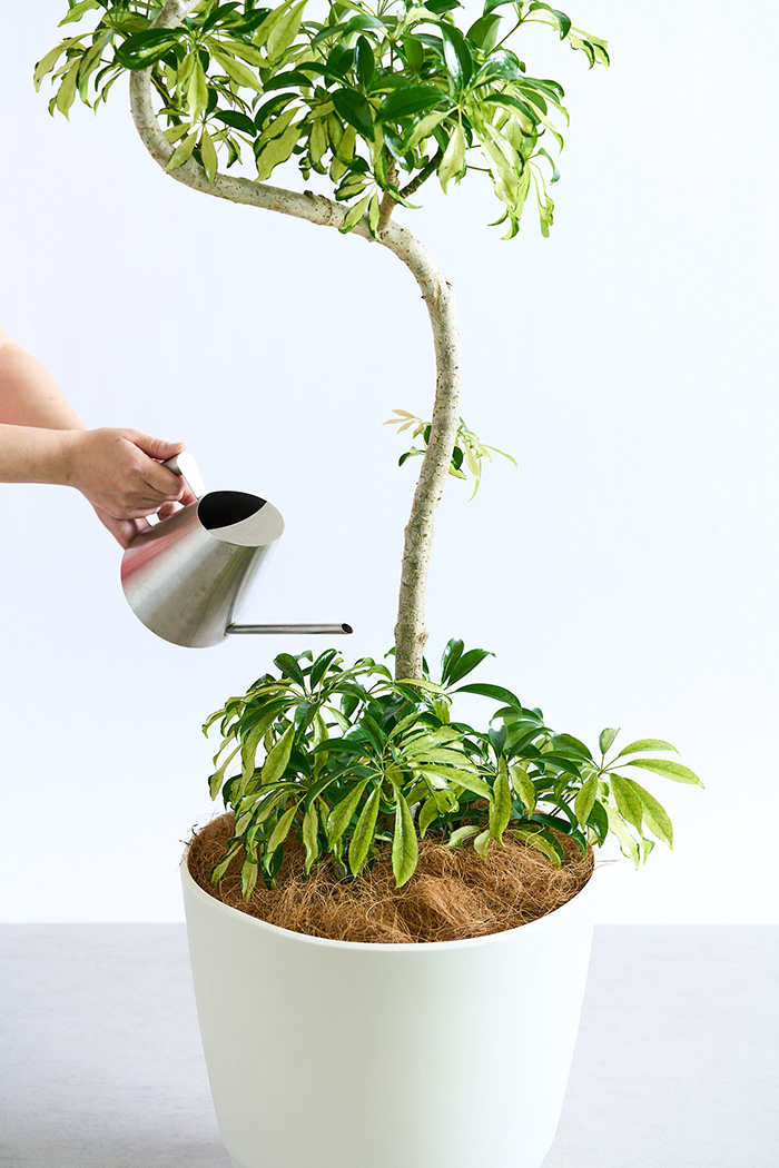 観葉植物 シェフレラ アッシュフォリア曲がり 一点もの（10号鉢）の写真13枚目