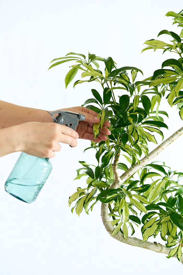 観葉植物 シェフレラ アッシュフォリア曲がり 一点もの（10号鉢）の写真14枚目