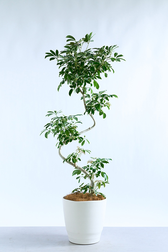 観葉植物 シェフレラ ミルキー曲がり 一点もの（10号鉢）の写真1枚目