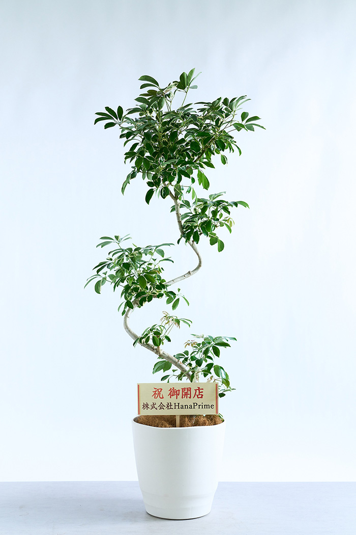 観葉植物 シェフレラ ミルキー曲がり 一点もの（10号鉢）の写真2枚目