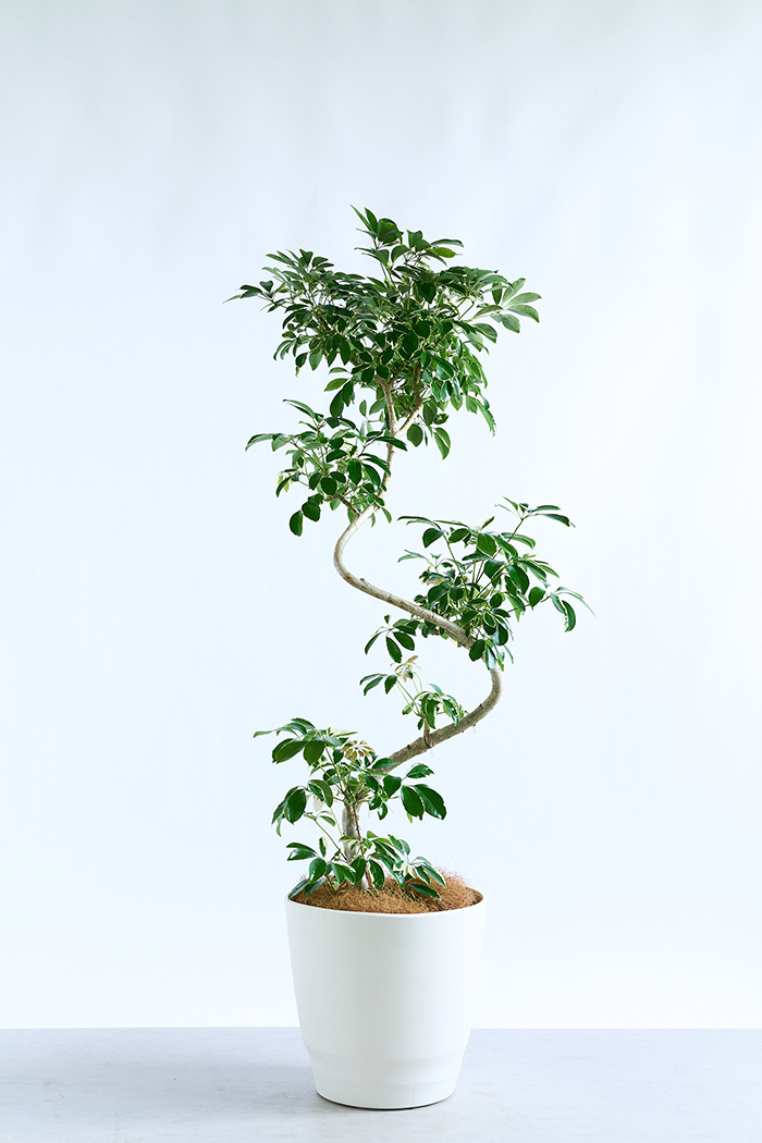 観葉植物 シェフレラ ミルキー曲がり 一点もの（10号鉢）の写真3枚目