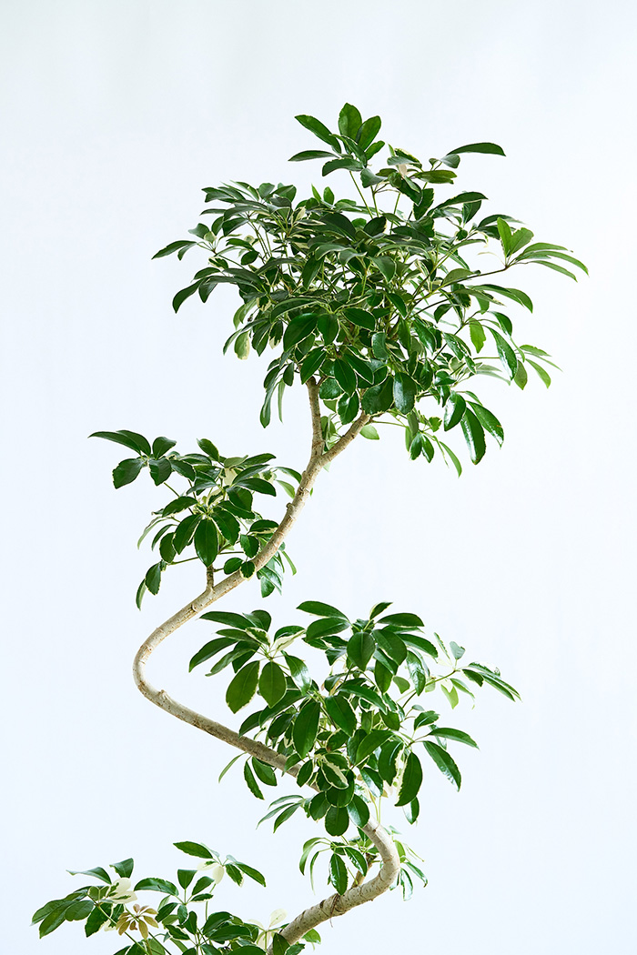観葉植物 シェフレラ ミルキー曲がり 一点もの（10号鉢）の写真4枚目