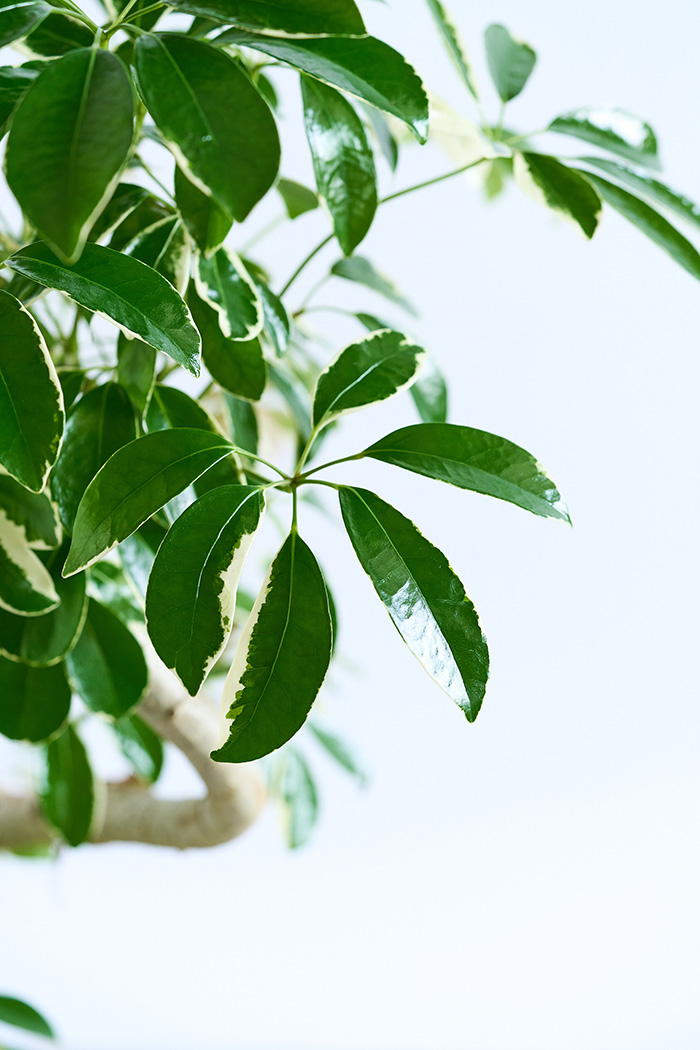 観葉植物 シェフレラ ミルキー曲がり 一点もの（10号鉢）の写真5枚目