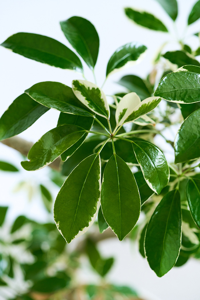 観葉植物 シェフレラ ミルキー曲がり 一点もの（10号鉢）の写真6枚目