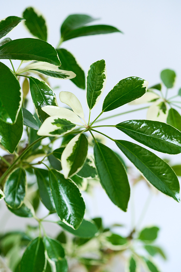 観葉植物 シェフレラ ミルキー曲がり 一点もの（10号鉢）の写真7枚目