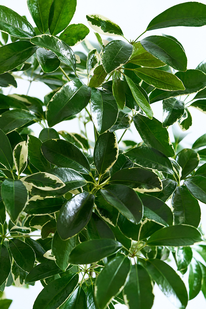 観葉植物 シェフレラ ミルキー曲がり 一点もの（10号鉢）の写真8枚目