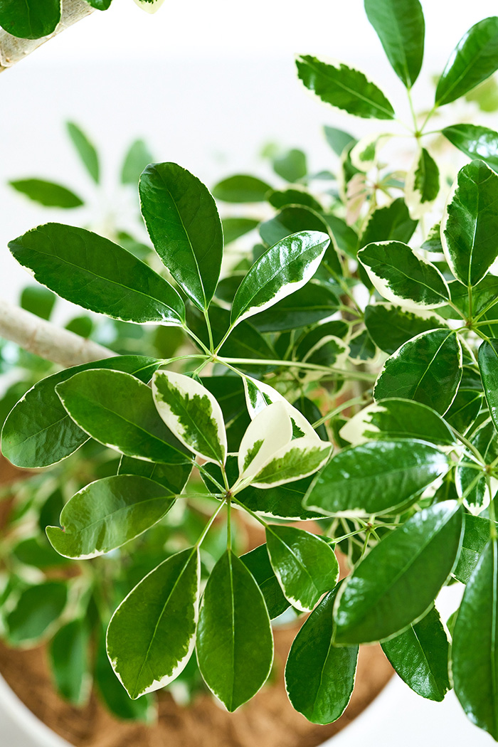 観葉植物 シェフレラ ミルキー曲がり 一点もの（10号鉢）の写真9枚目