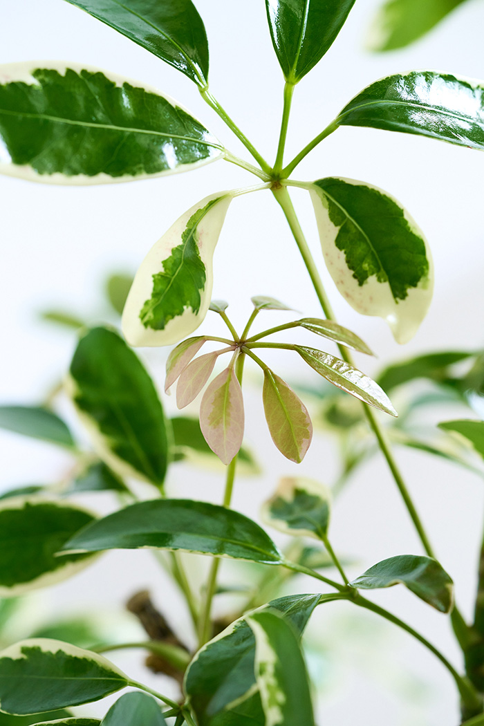 観葉植物 シェフレラ ミルキー曲がり 一点もの（10号鉢）の写真10枚目