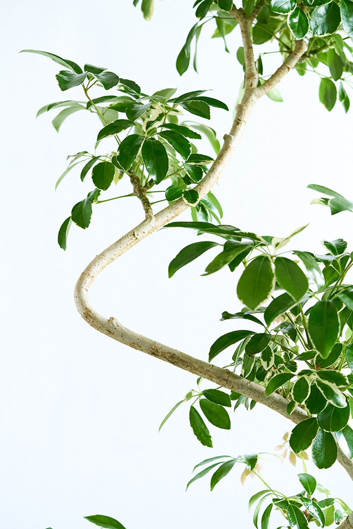 観葉植物 シェフレラ ミルキー曲がり 一点もの（10号鉢）の写真12枚目