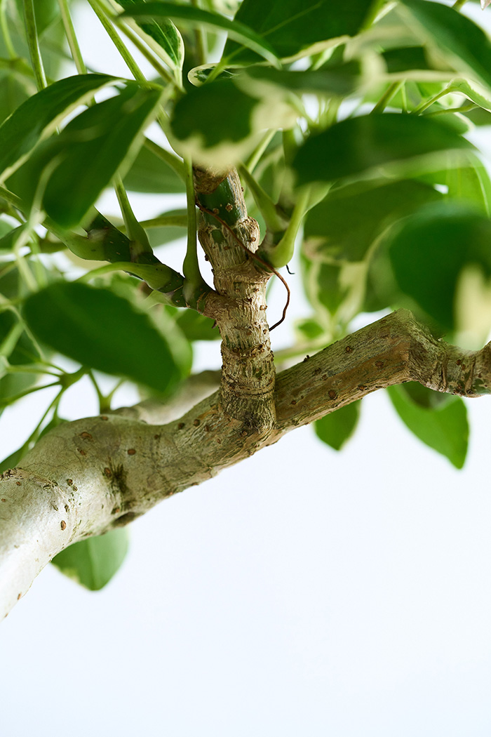 観葉植物 シェフレラ ミルキー曲がり 一点もの（10号鉢）の写真13枚目
