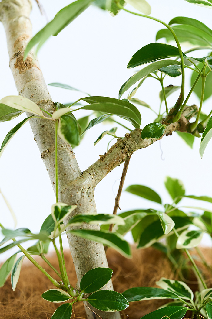 観葉植物 シェフレラ ミルキー曲がり 一点もの（10号鉢）の写真14枚目