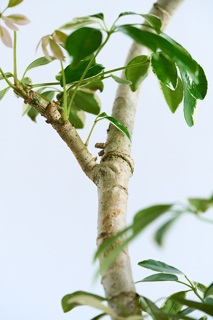 観葉植物 シェフレラ ミルキー曲がり 一点もの（10号鉢）の写真16枚目