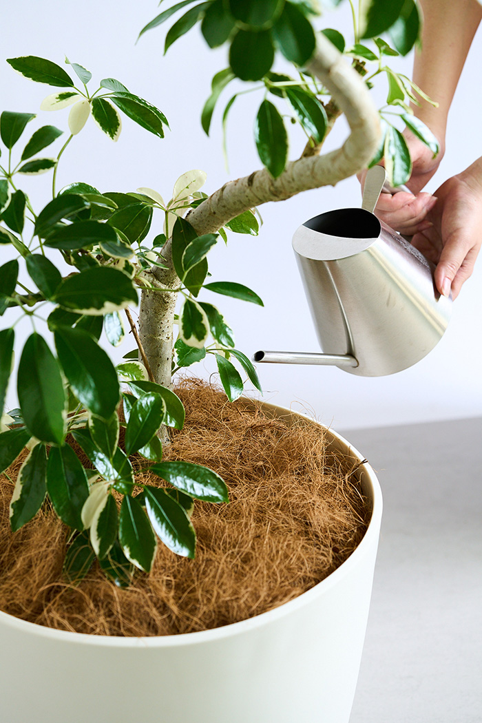 観葉植物 シェフレラ ミルキー曲がり 一点もの（10号鉢）の写真17枚目