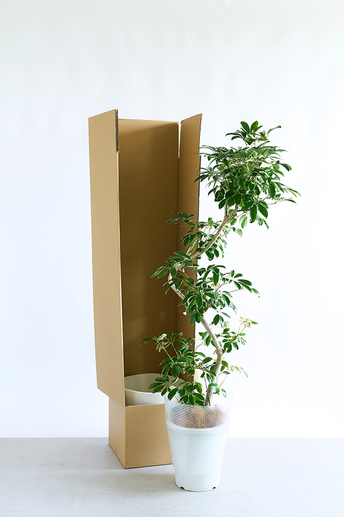 観葉植物 シェフレラ ミルキー曲がり 一点もの（10号鉢）の写真19枚目