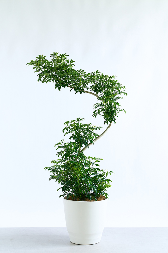 観葉植物 シェフレラ コンパクタ曲がり 一点もの（10号鉢）の写真1枚目