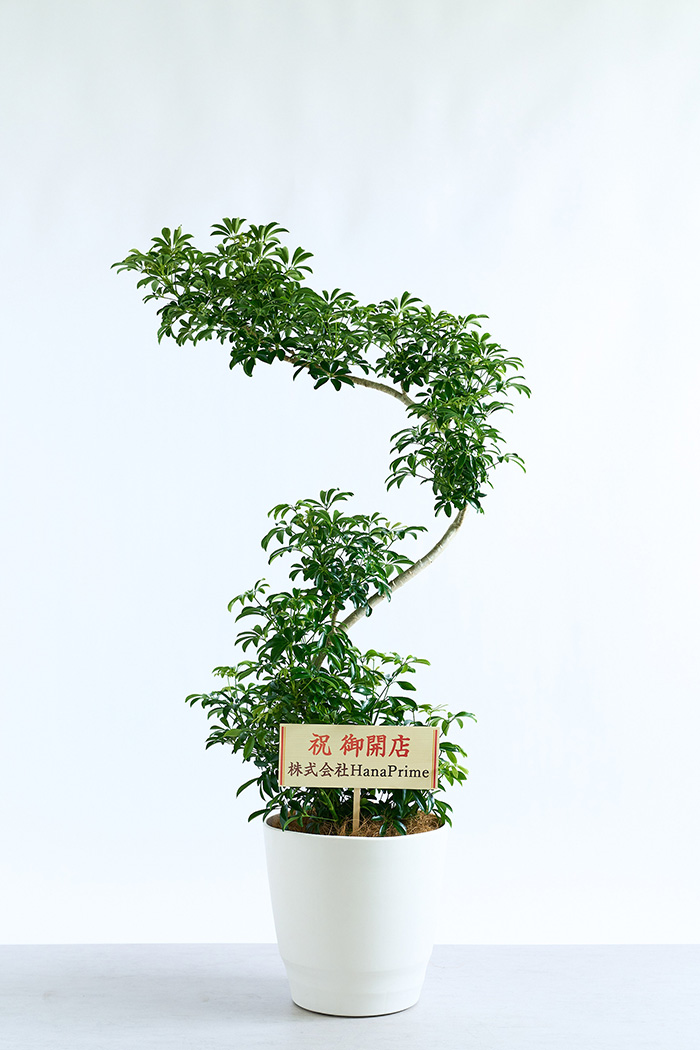 観葉植物 シェフレラ コンパクタ曲がり 一点もの（10号鉢）の写真2枚目