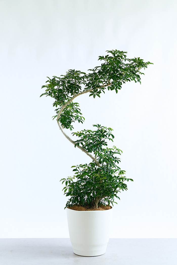 観葉植物 シェフレラ コンパクタ曲がり 一点もの（10号鉢）の写真3枚目