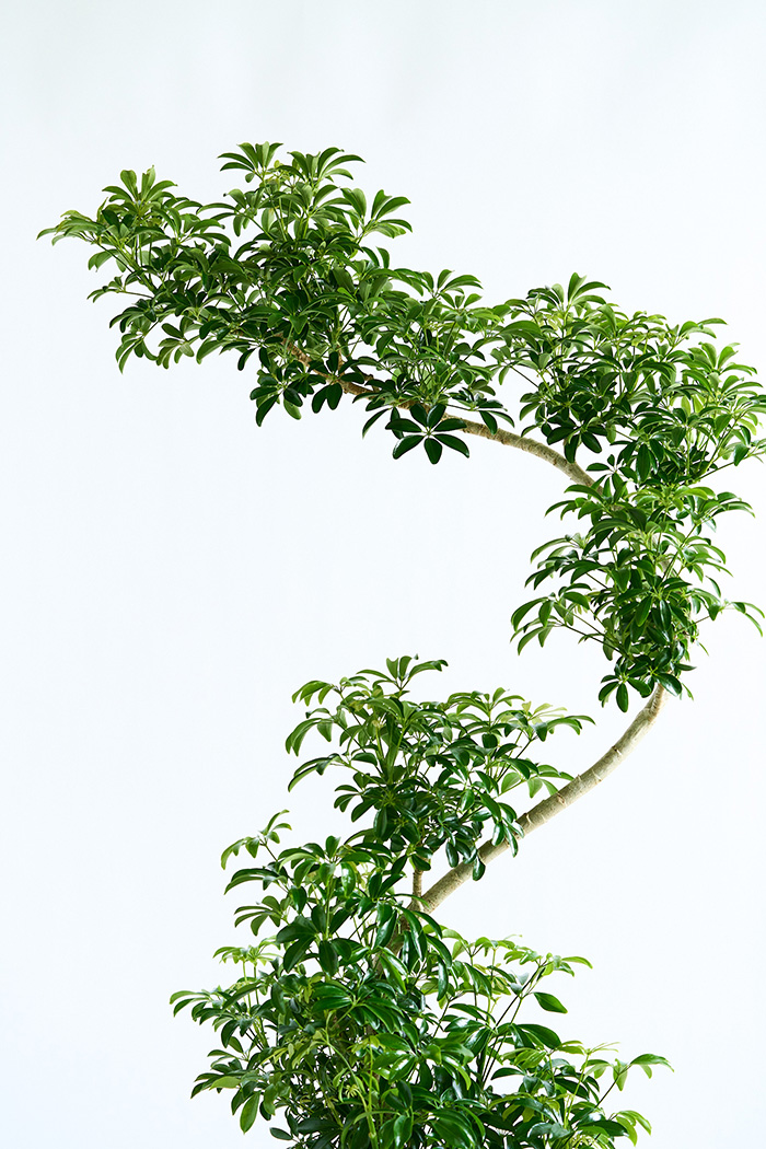 観葉植物 シェフレラ コンパクタ曲がり 一点もの（10号鉢）の写真4枚目