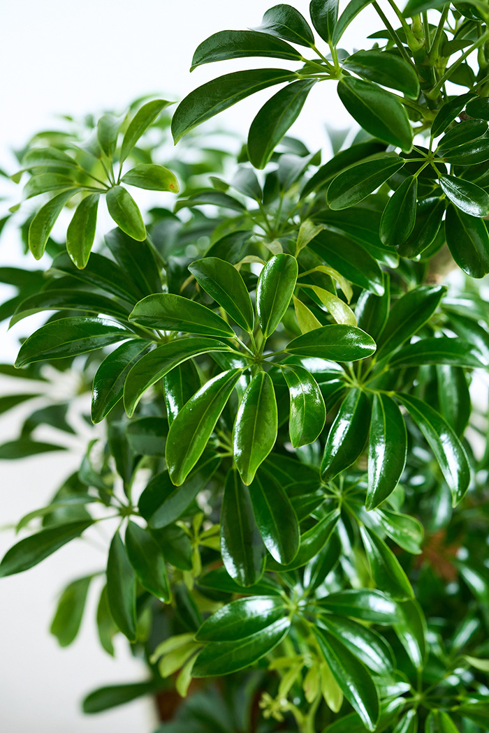観葉植物 シェフレラ コンパクタ曲がり 一点もの（10号鉢）の写真5枚目