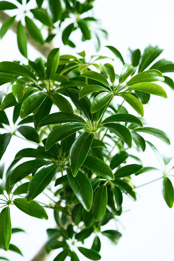 観葉植物 シェフレラ コンパクタ曲がり 一点もの（10号鉢）｜HanaPrime
