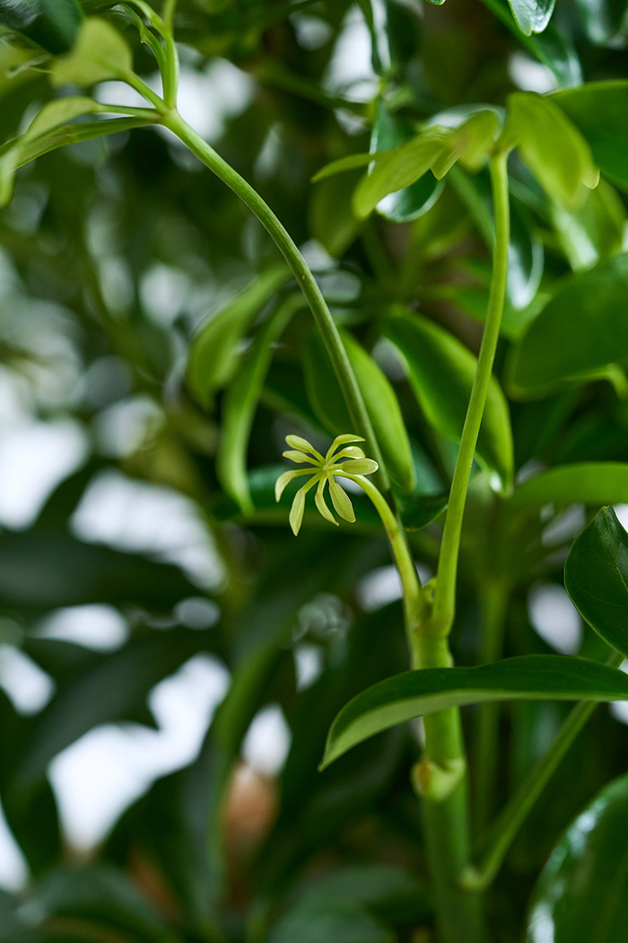 観葉植物 シェフレラ コンパクタ曲がり 一点もの（10号鉢）の写真7枚目