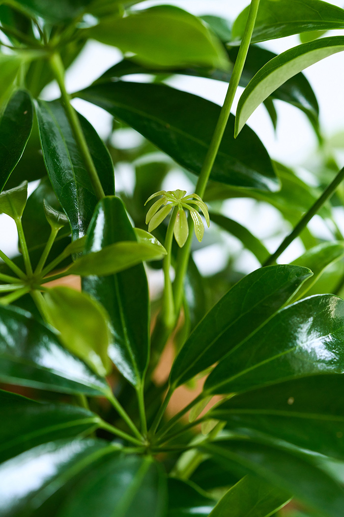 観葉植物 シェフレラ コンパクタ曲がり 一点もの（10号鉢）の写真8枚目