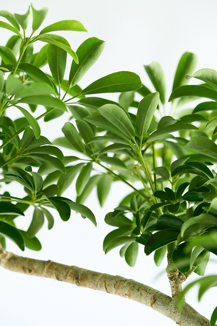 観葉植物 シェフレラ コンパクタ曲がり 一点もの（10号鉢）の写真9枚目