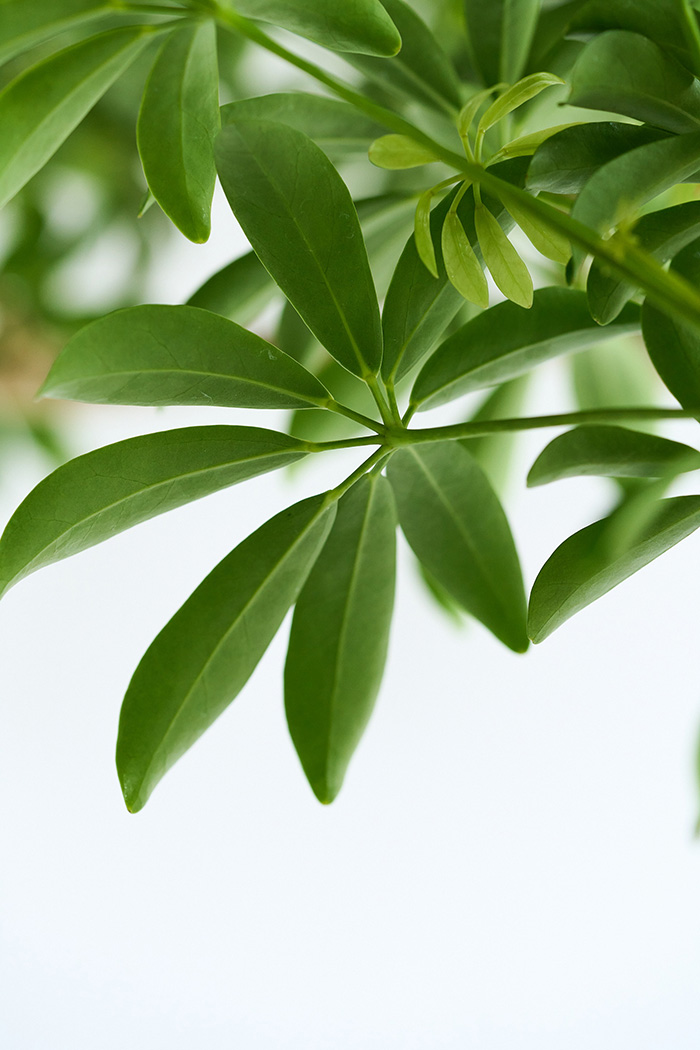 観葉植物 シェフレラ コンパクタ曲がり 一点もの（10号鉢）｜HanaPrime