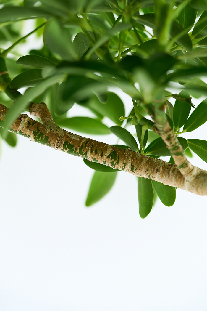 観葉植物 シェフレラ コンパクタ曲がり 一点もの（10号鉢）の写真11枚目