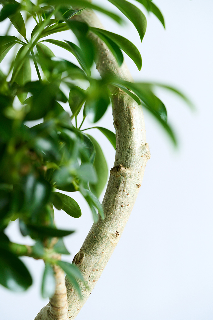 観葉植物 シェフレラ コンパクタ曲がり 一点もの（10号鉢）の写真12枚目