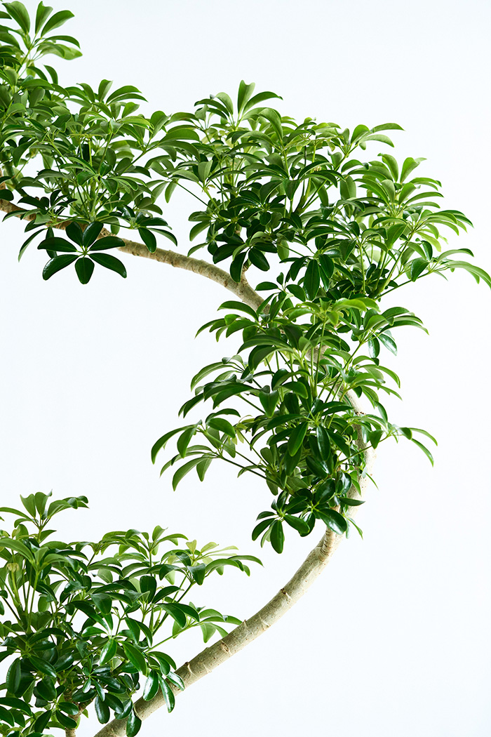 観葉植物 シェフレラ コンパクタ曲がり 一点もの（10号鉢）の写真13枚目