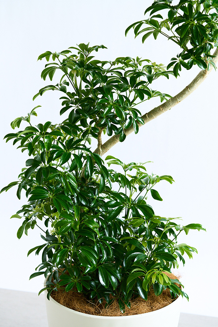 観葉植物 シェフレラ コンパクタ曲がり 一点もの（10号鉢）の写真15枚目