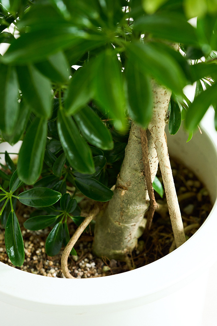 観葉植物 シェフレラ コンパクタ曲がり 一点もの（10号鉢）の写真16枚目