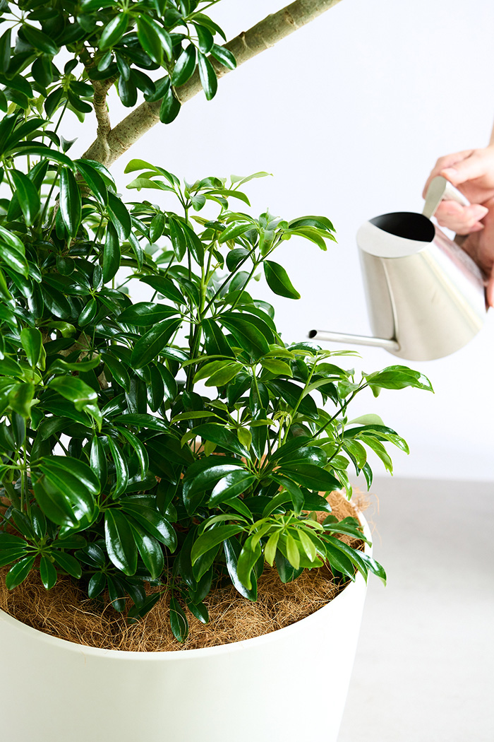 観葉植物 シェフレラ コンパクタ曲がり 一点もの（10号鉢）の写真17枚目