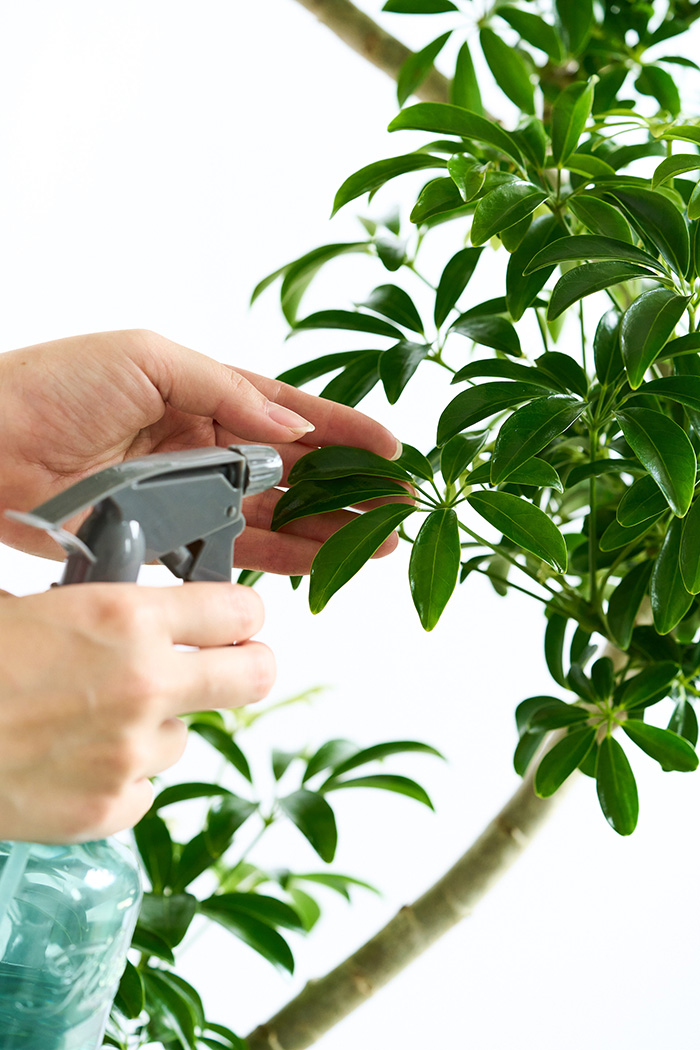 観葉植物 シェフレラ コンパクタ曲がり 一点もの（10号鉢）の写真18枚目
