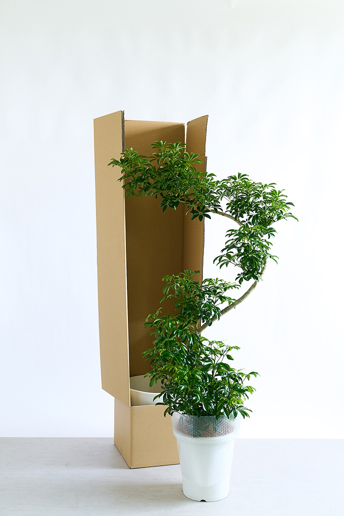 観葉植物 シェフレラ コンパクタ曲がり 一点もの（10号鉢）の写真19枚目