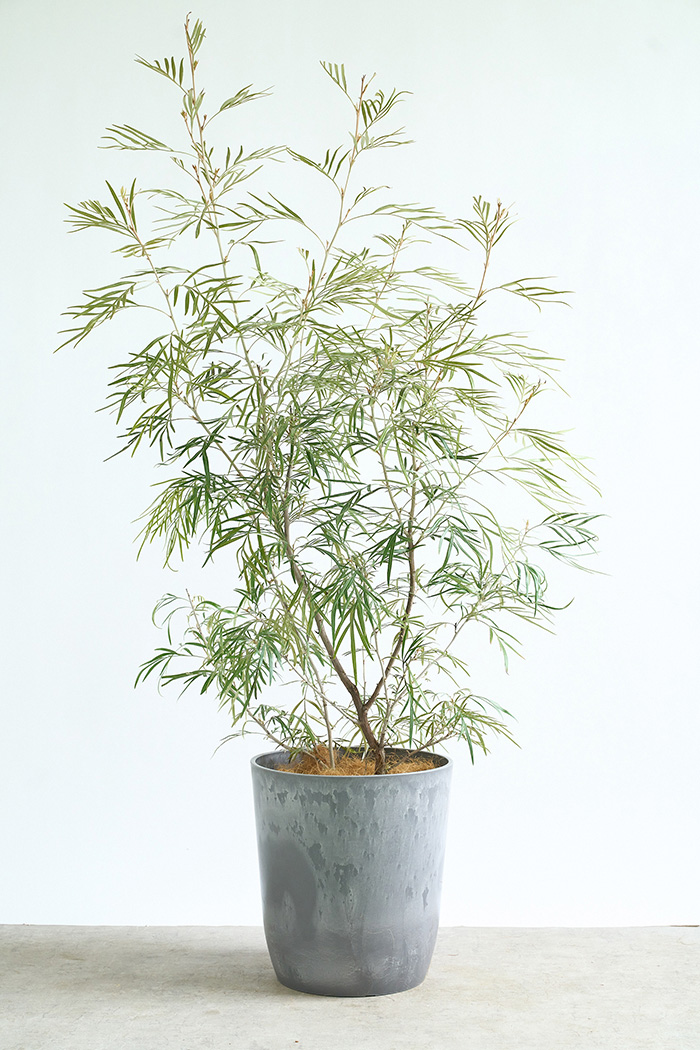 大型の観葉植物 XLサイズ（10号鉢）150cm～｜HanaPrime（ハナプライム）