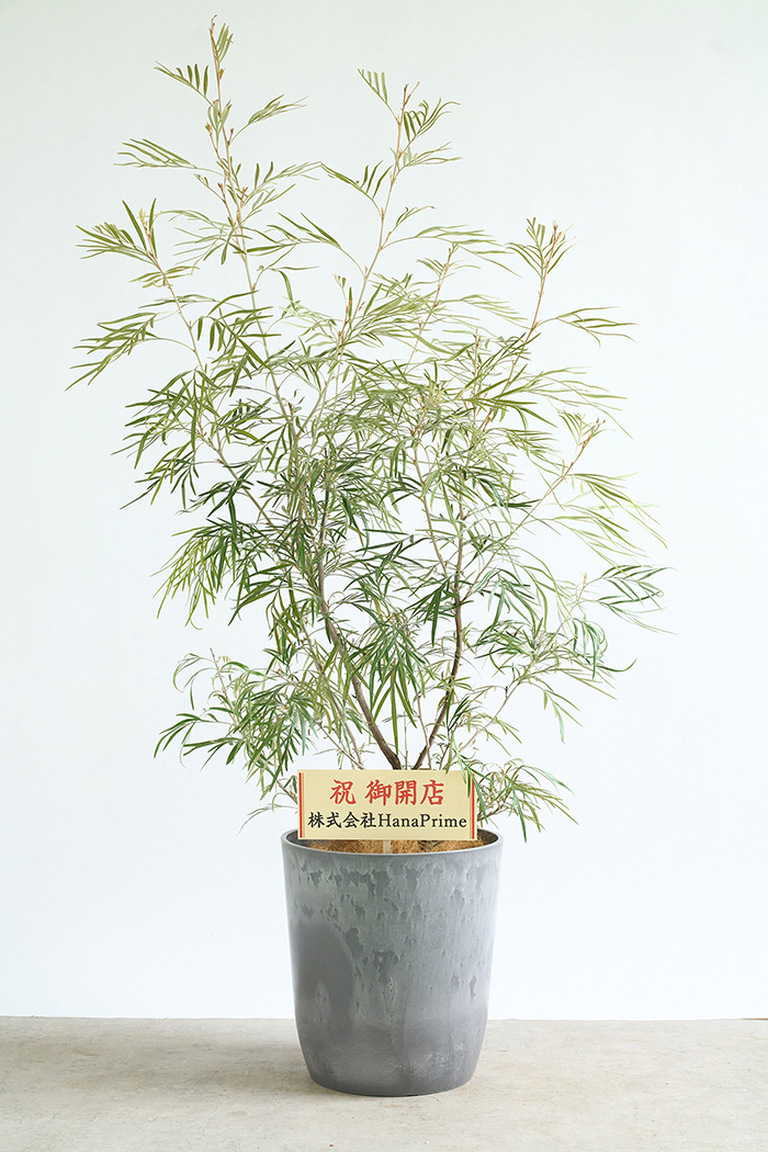 観葉植物 グレビレア バンクシー 一点もの（10号鉢）の写真2枚目