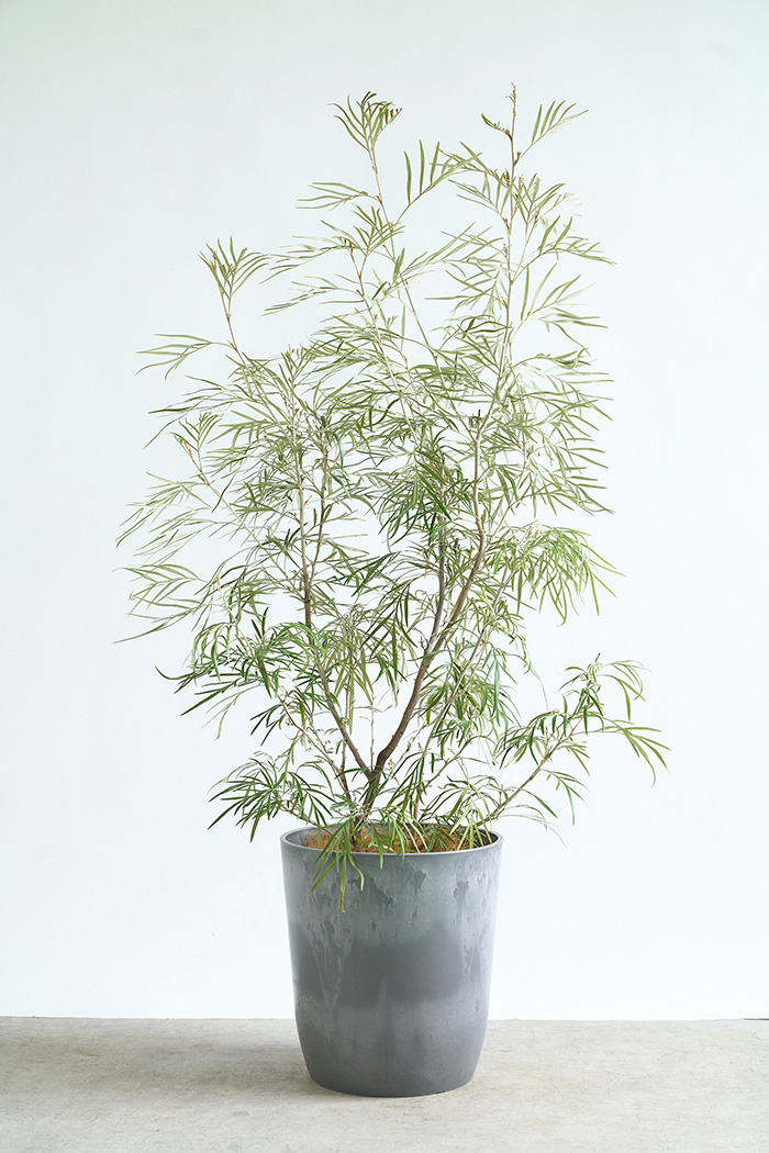 観葉植物 グレビレア バンクシー 一点もの（10号鉢）の写真3枚目