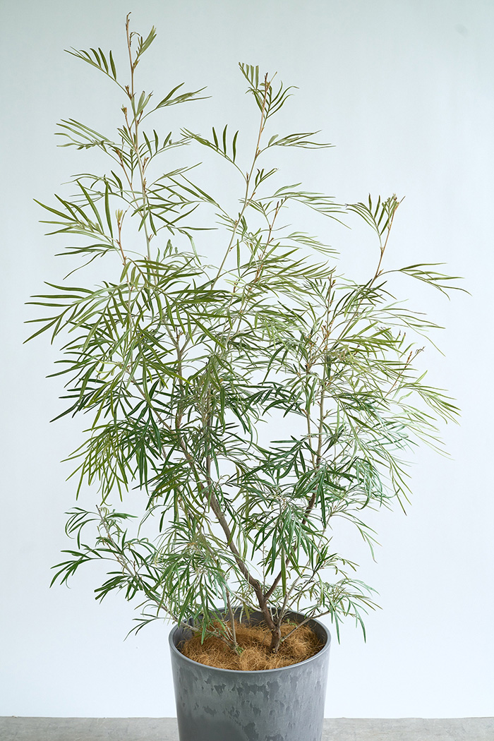 観葉植物 グレビレア バンクシー 一点もの（10号鉢）の写真4枚目