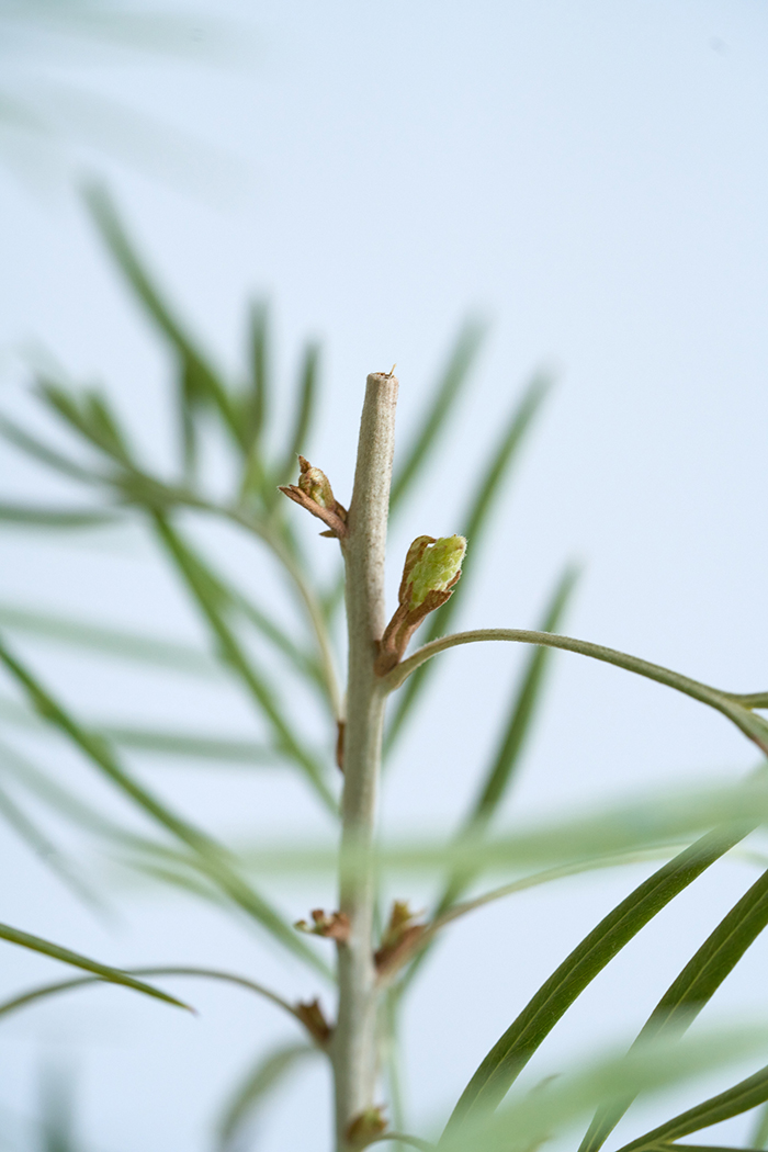 観葉植物 グレビレア バンクシー 一点もの（10号鉢）｜HanaPrime（ハナ