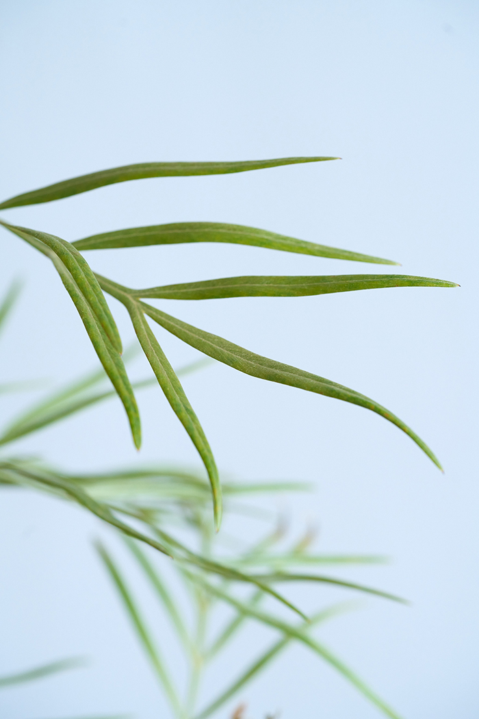 観葉植物 グレビレア バンクシー 一点もの（10号鉢）の写真6枚目