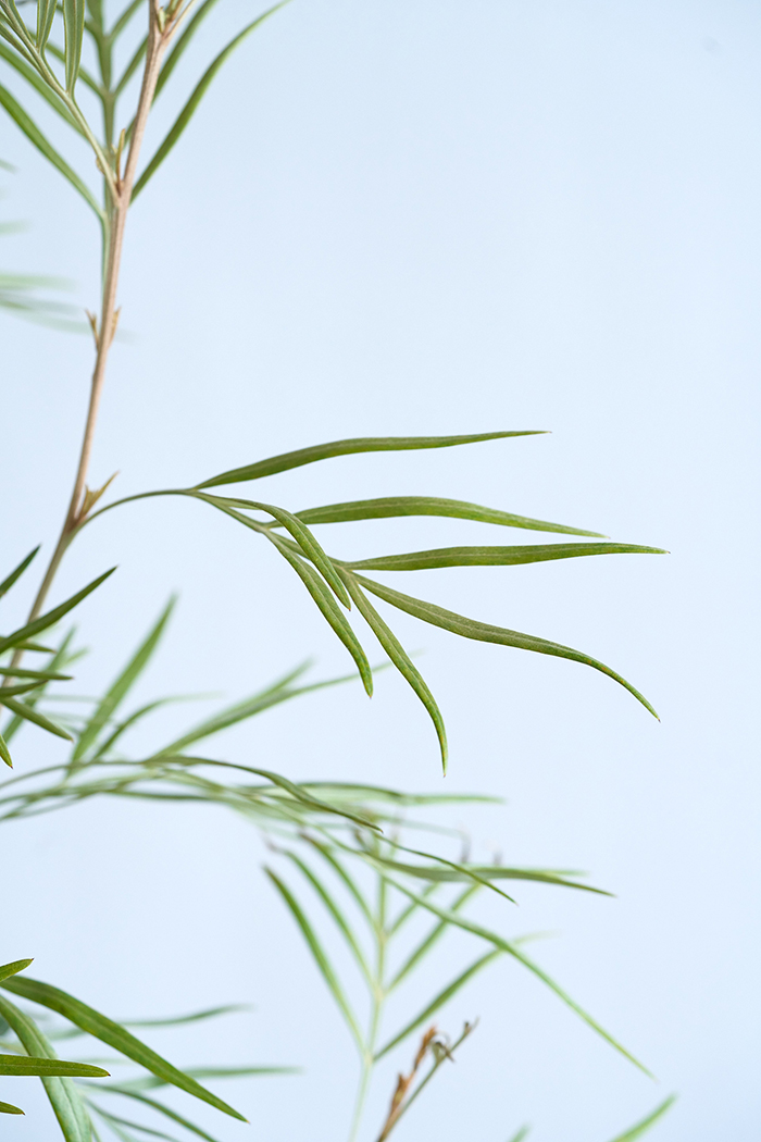 観葉植物 グレビレア バンクシー 一点もの（10号鉢）の写真7枚目