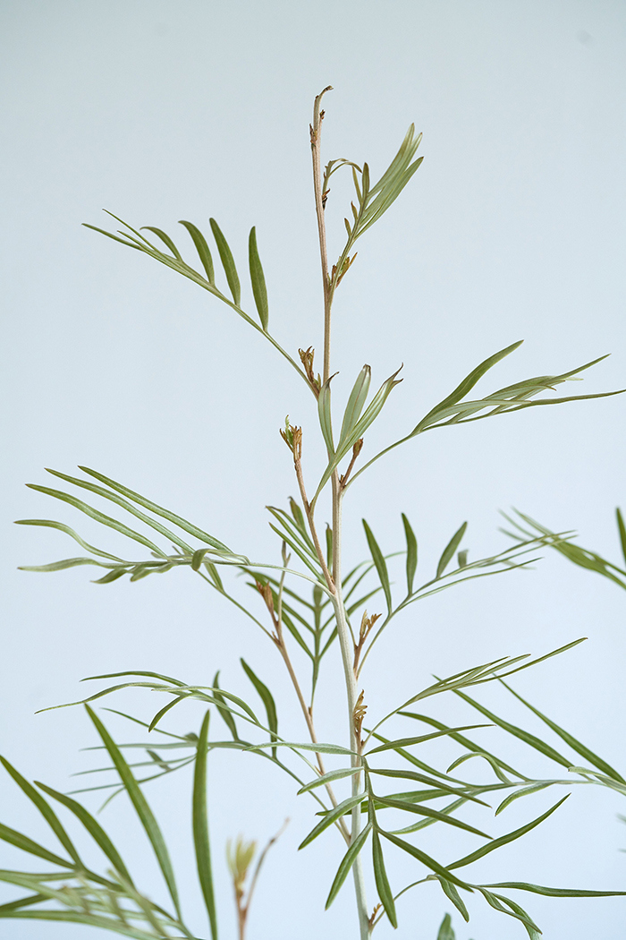 観葉植物 グレビレア バンクシー 一点もの（10号鉢）の写真8枚目