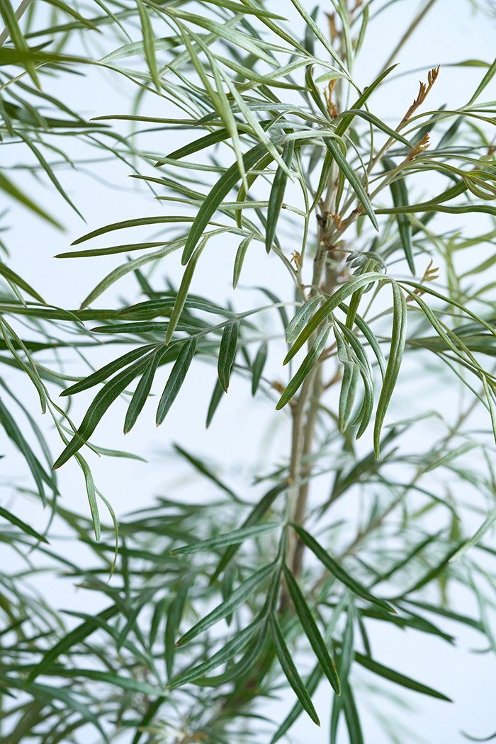観葉植物 グレビレア バンクシー 一点もの（10号鉢）｜HanaPrime（ハナ