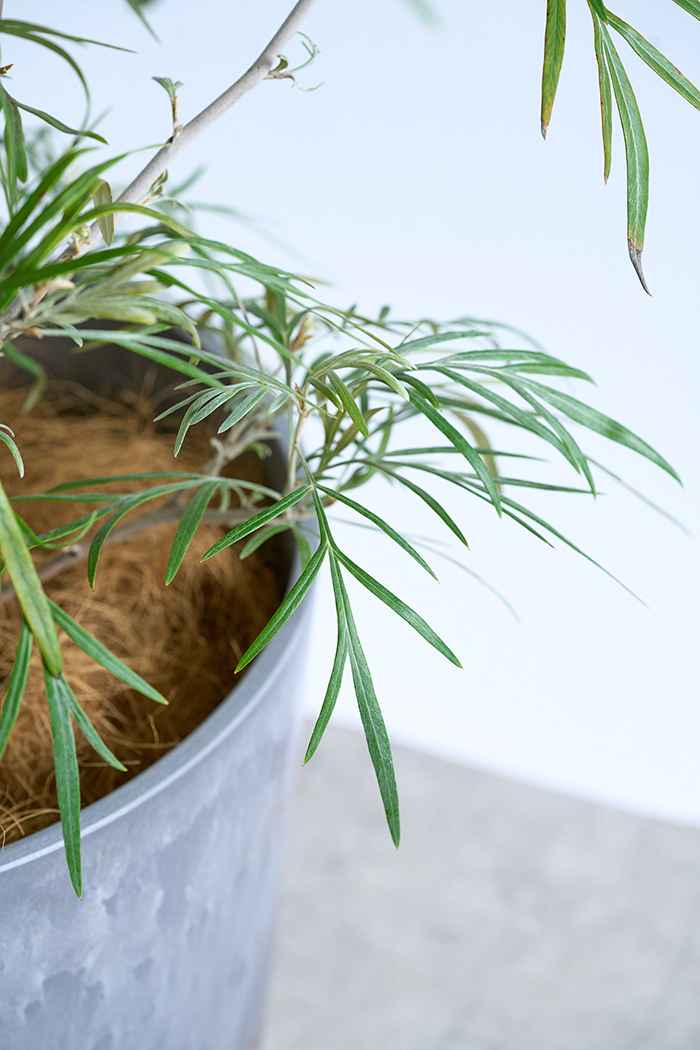 観葉植物 グレビレア バンクシー 一点もの（10号鉢）の写真11枚目