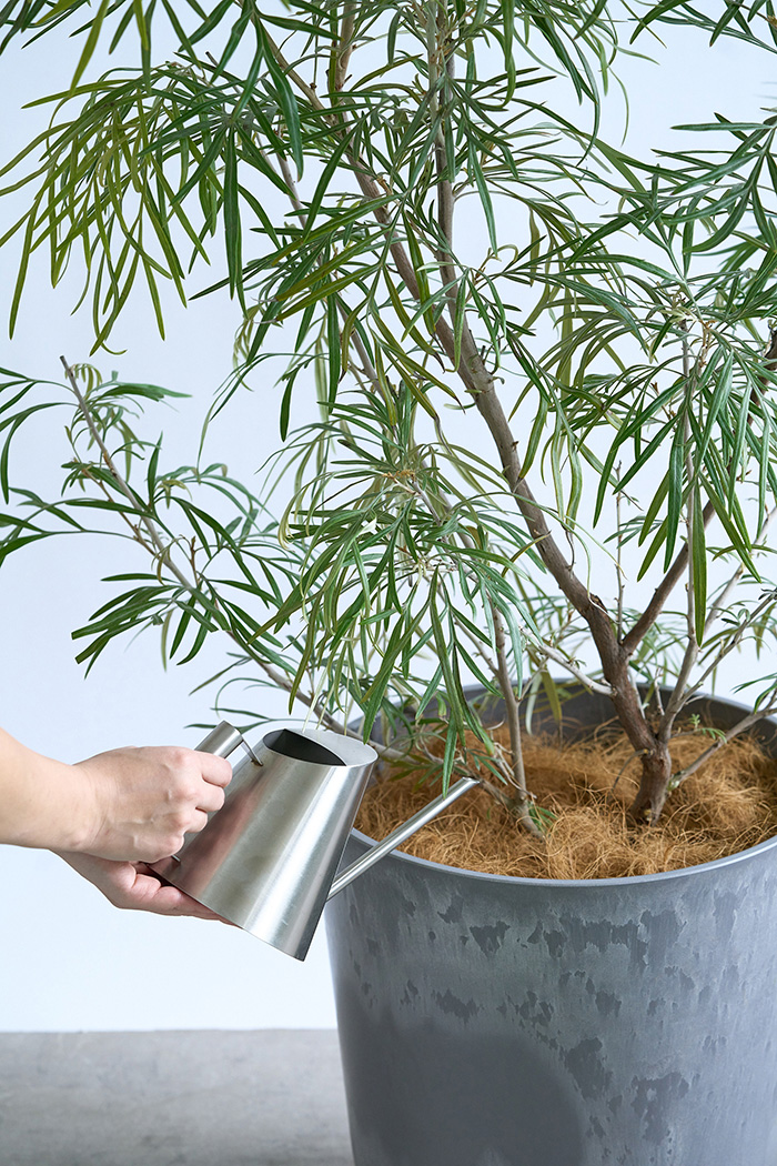 観葉植物 グレビレア バンクシー 一点もの（10号鉢）の写真12枚目