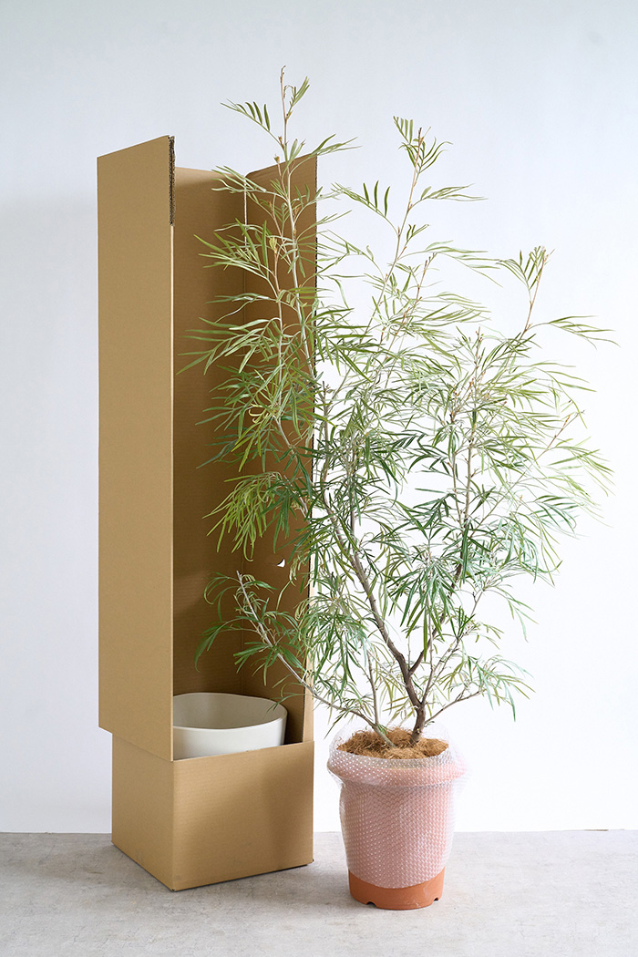 観葉植物 グレビレア バンクシー 一点もの（10号鉢）の写真14枚目